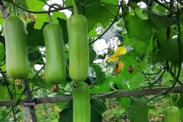 丝瓜一亩利润是多少