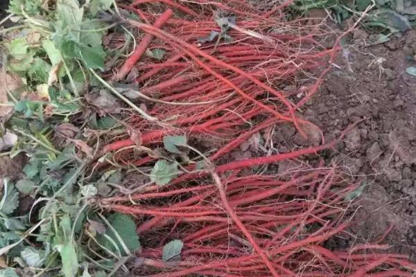 种植一亩丹参利润多少