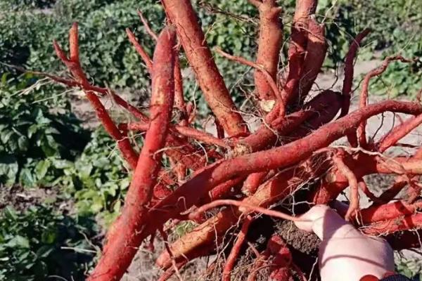 种植一亩丹参利润多少