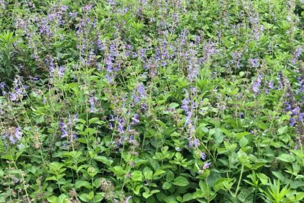 种植一亩丹参利润多少