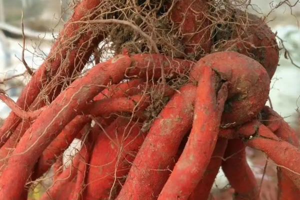 种植一亩丹参利润多少