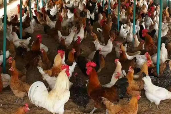 养蛋鸡1000只利润和成本