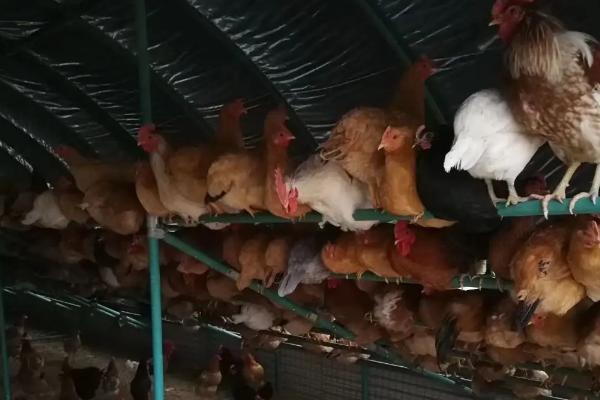 养蛋鸡1000只利润和成本