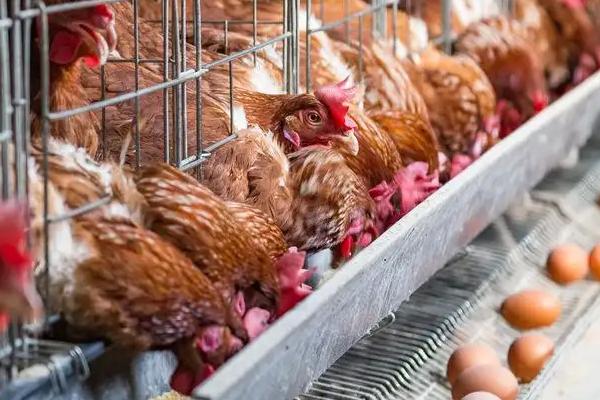 养蛋鸡1000只利润和成本