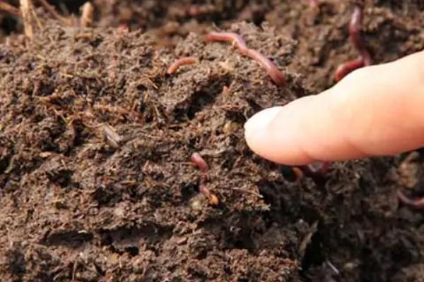 养殖蚯蚓一亩利润多少