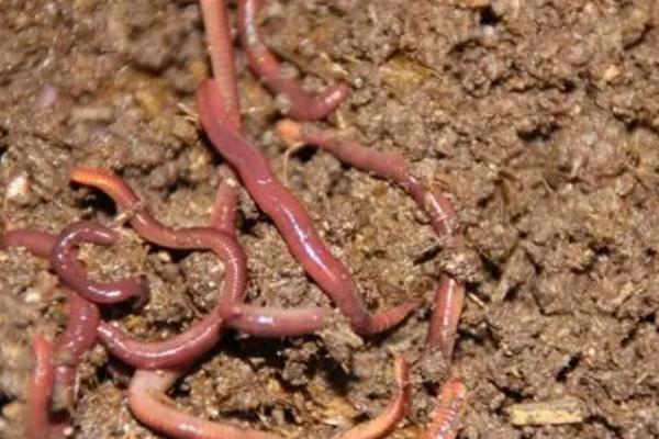 养殖蚯蚓一亩利润多少