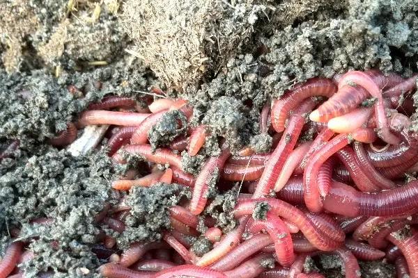 养殖蚯蚓一亩利润多少