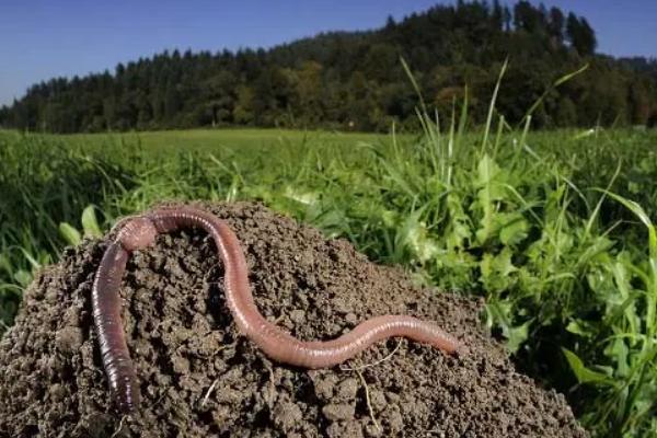 养殖蚯蚓一亩利润多少