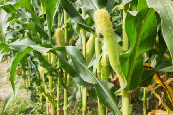 50亩地种玉米一年能挣多少