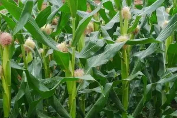 50亩地种玉米一年能挣多少