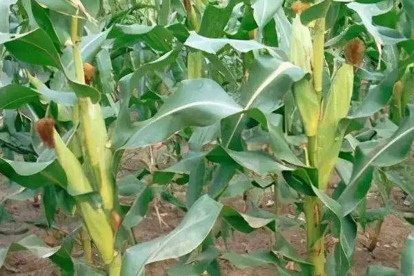 50亩地种玉米一年能挣多少