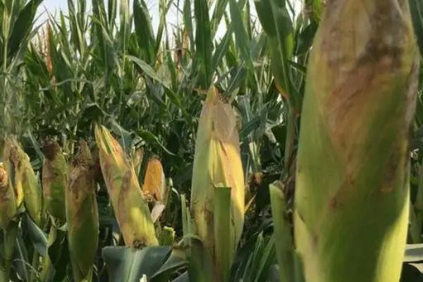 50亩地种玉米一年能挣多少