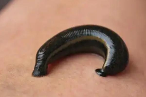 蚂蝗养殖利润和成本