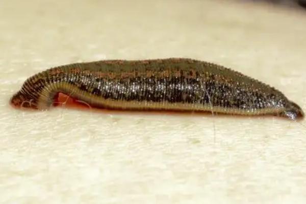 蚂蝗养殖利润和成本