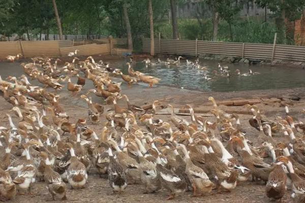 养鸭利润分析