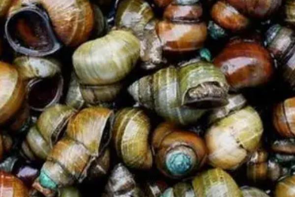 养十亩田螺一年纯收入有多少