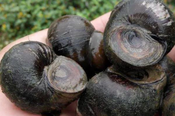 养十亩田螺一年纯收入有多少