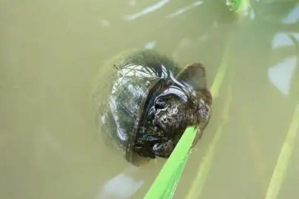 养十亩田螺一年纯收入有多少