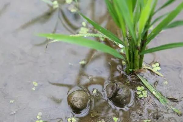 养十亩田螺一年纯收入有多少