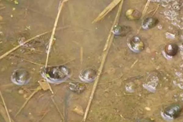 养十亩田螺一年纯收入有多少