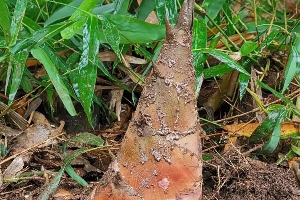 一亩竹笋种植利润多少