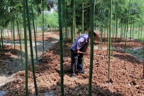 一亩竹笋种植利润多少