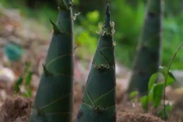 一亩竹笋种植利润多少