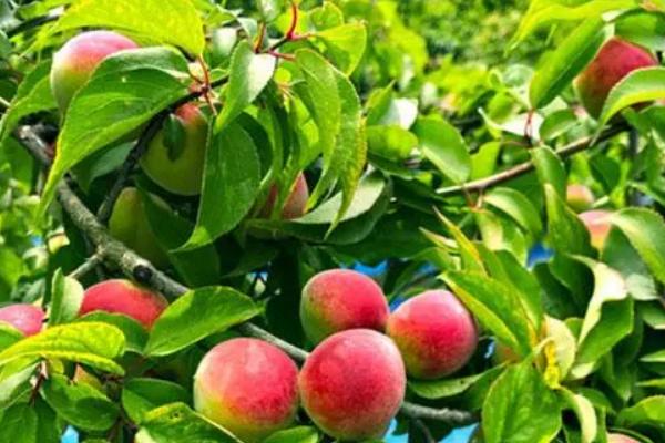 10亩桃树一年利润多少