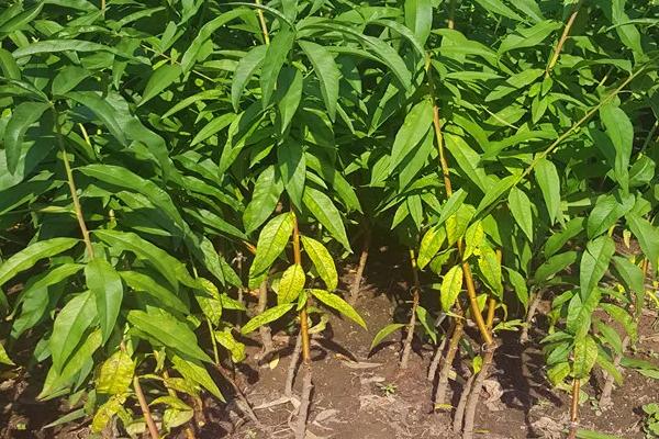 10亩桃树一年利润多少