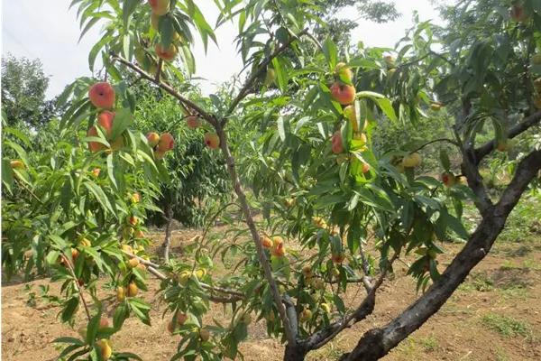 10亩桃树一年利润多少