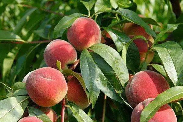 10亩桃树一年利润多少