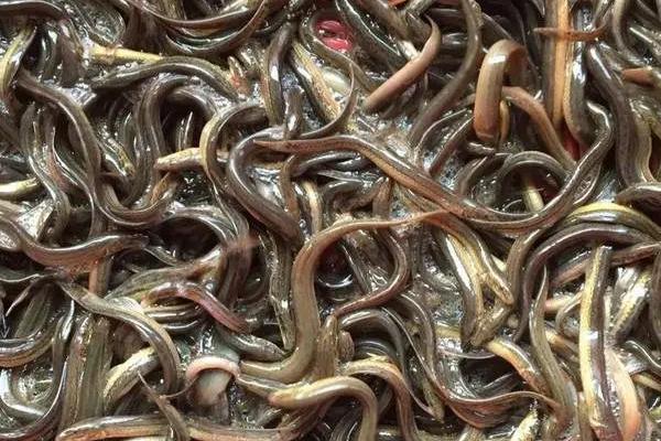 一年赚10万需要养多少亩泥鳅