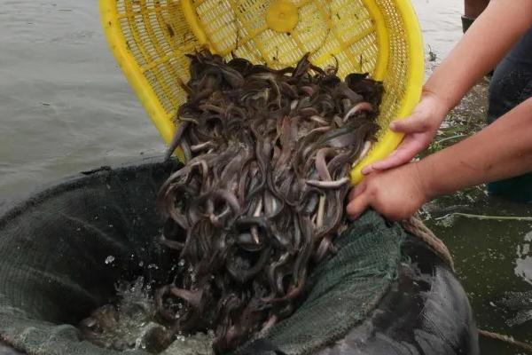 一年赚10万需要养多少亩泥鳅