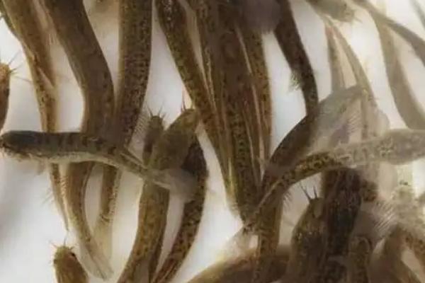 一年赚10万需要养多少亩泥鳅