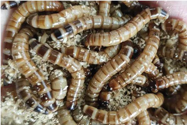 养殖蛋白虫挣不挣钱