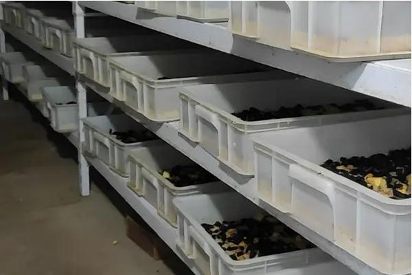 养殖蛋白虫挣不挣钱