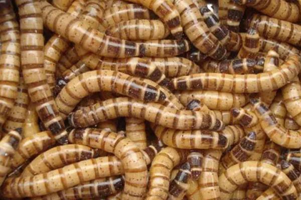 养殖蛋白虫挣不挣钱