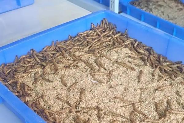养殖蛋白虫挣不挣钱