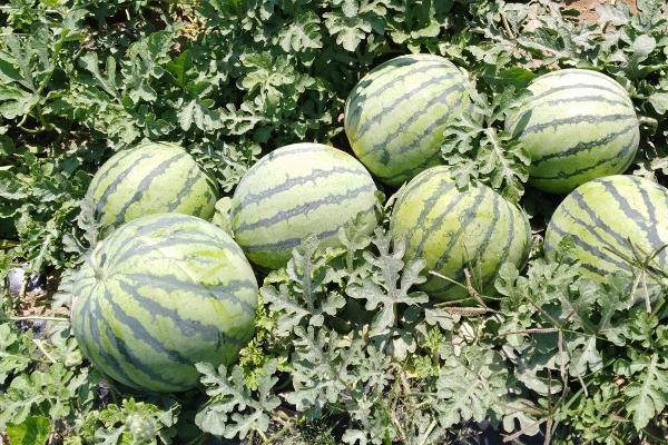 8424西瓜有没有籽，瓜籽一般呈深黑色