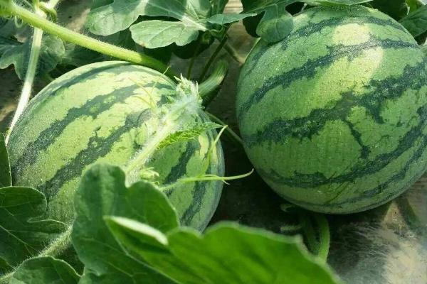 8424西瓜有没有籽，瓜籽一般呈深黑色