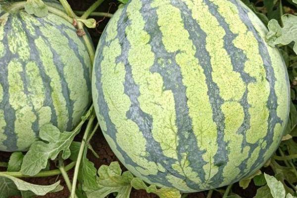 8424西瓜有没有籽，瓜籽一般呈深黑色