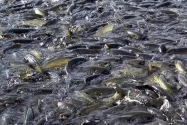 家庭农场的认定标准，土地经营规模需超过30公顷