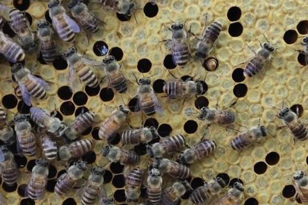 双王群工蜂能否互通,双王群有两只蜂王