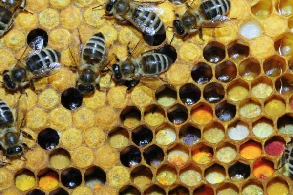 双王群工蜂能否互通,双王群有两只蜂王