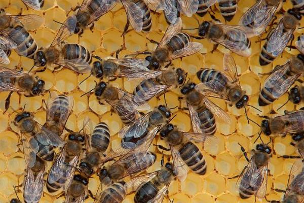 双王群工蜂能否互通,双王群有两只蜂王