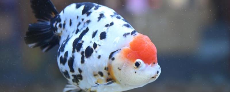 兰寿金鱼吃哪些蔬菜，投喂前要先切碎