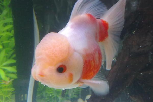 兰寿金鱼吃哪些蔬菜，投喂前要先切碎