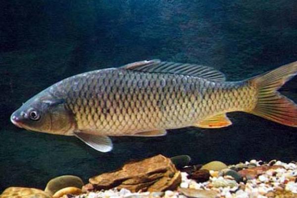 鱼会“说话”吗,大多数鱼能发声