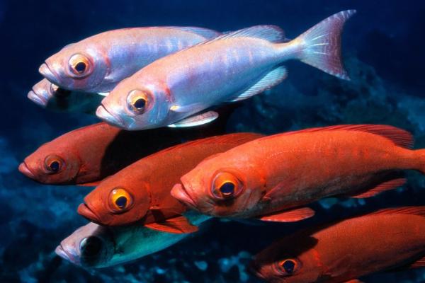 鱼会“说话”吗,大多数鱼能发声