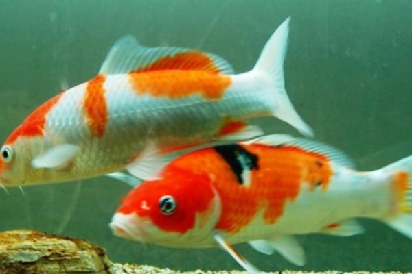 鱼会“说话”吗,大多数鱼能发声